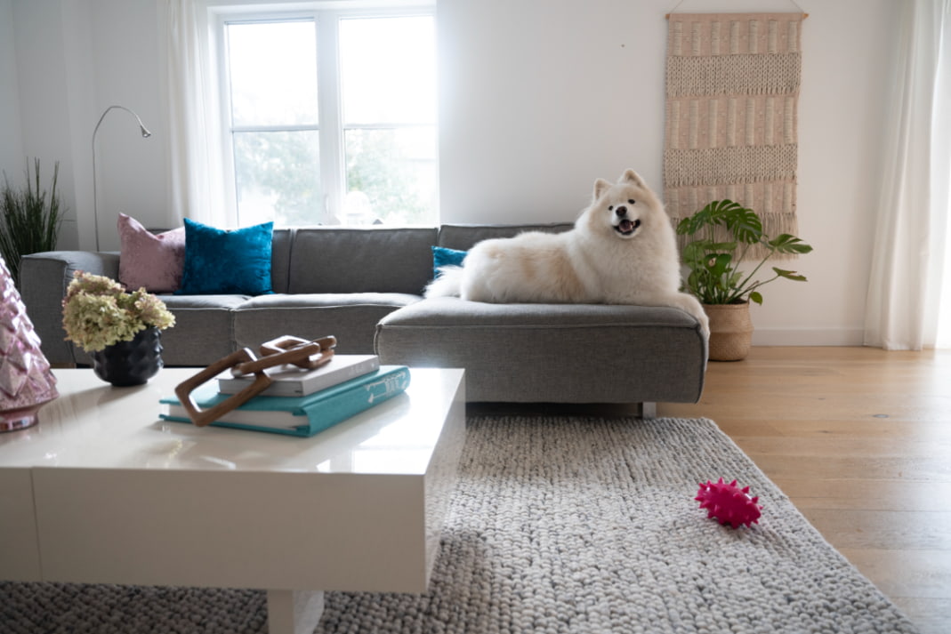 White dog lying on couch in a condo